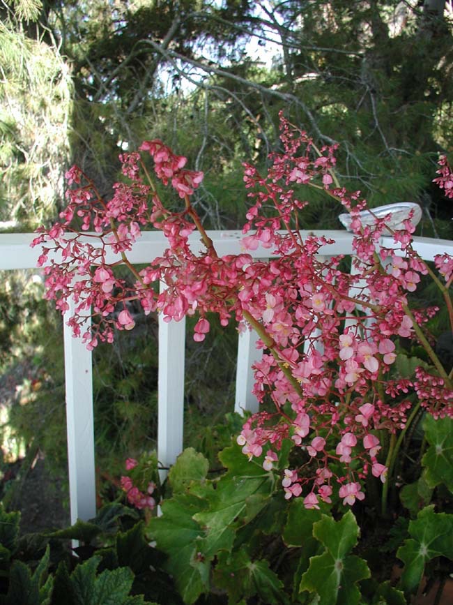 B. ‘Grandma’